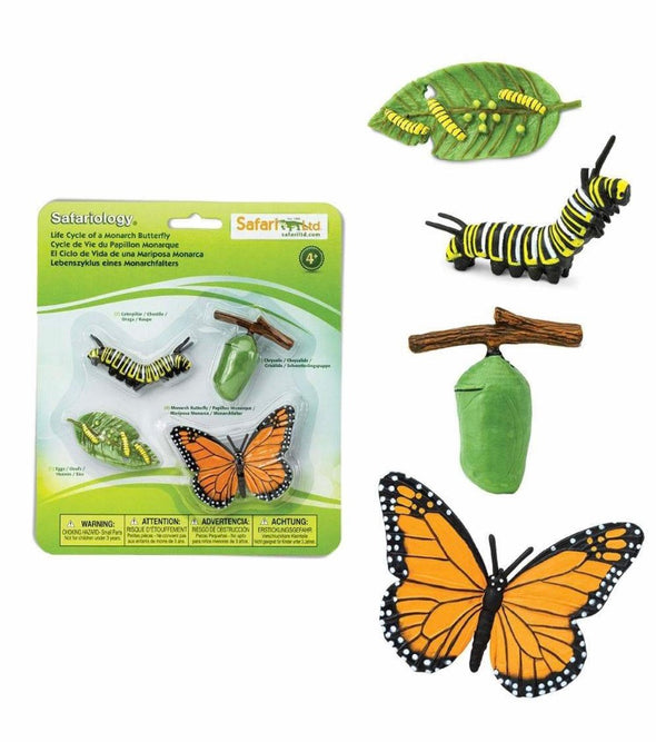Ciclo Vida Mariposa Monarca